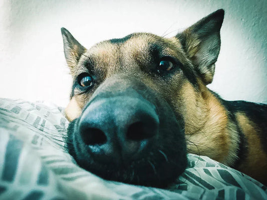 Ruff Road Music: Vol. 2 New Life in a Strange City