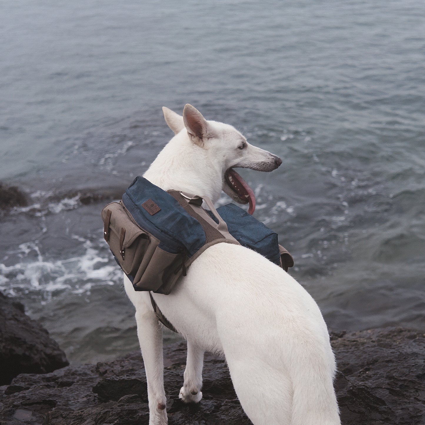 Cactus Creek Dog Backpack HOWLIDAYS CO.