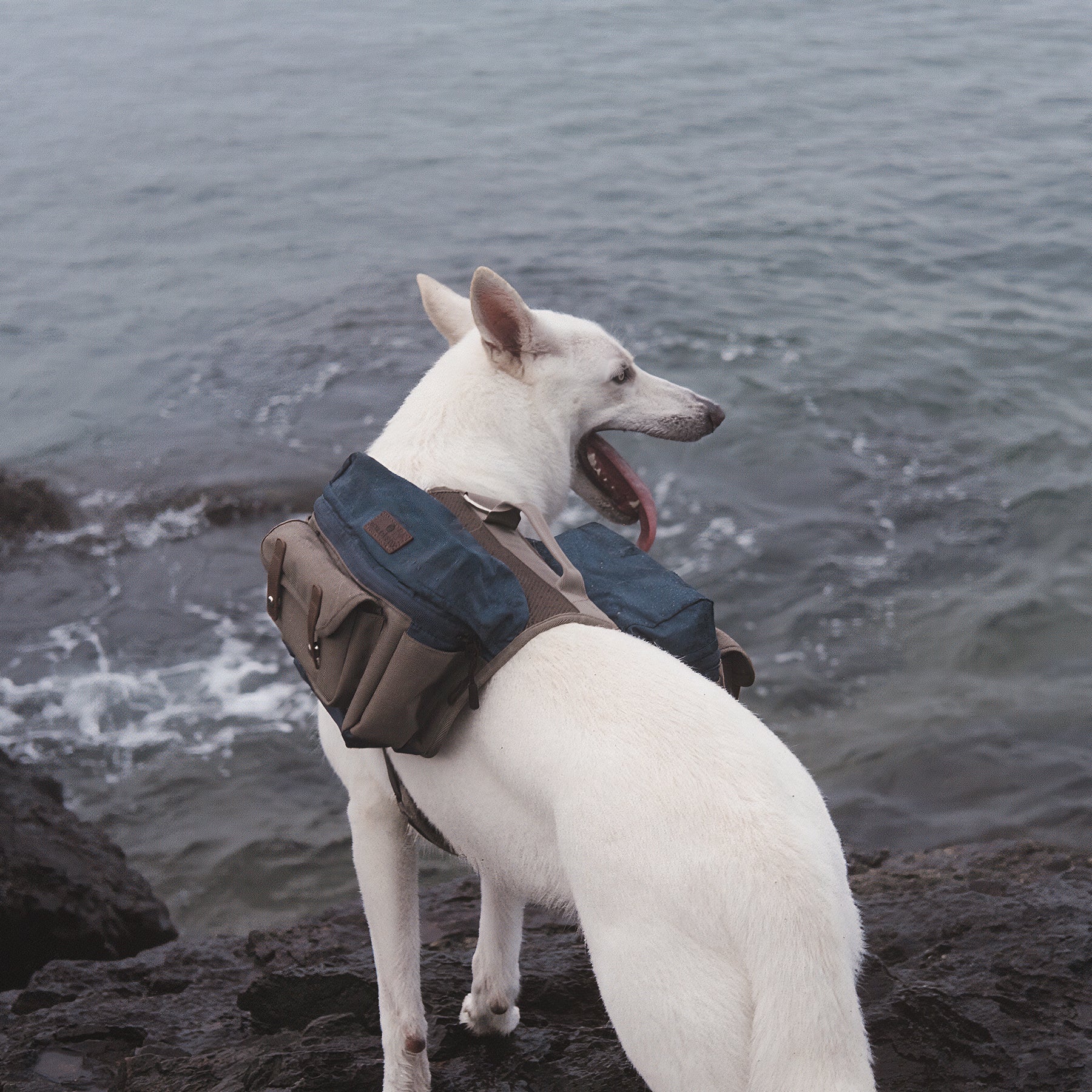 Cactus Creek Dog Backpack HOWLIDAYS CO.