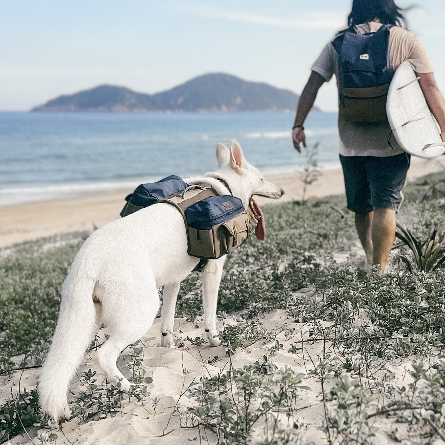 Adventure dog carrying backpack at the beach, surf lifestyle gear