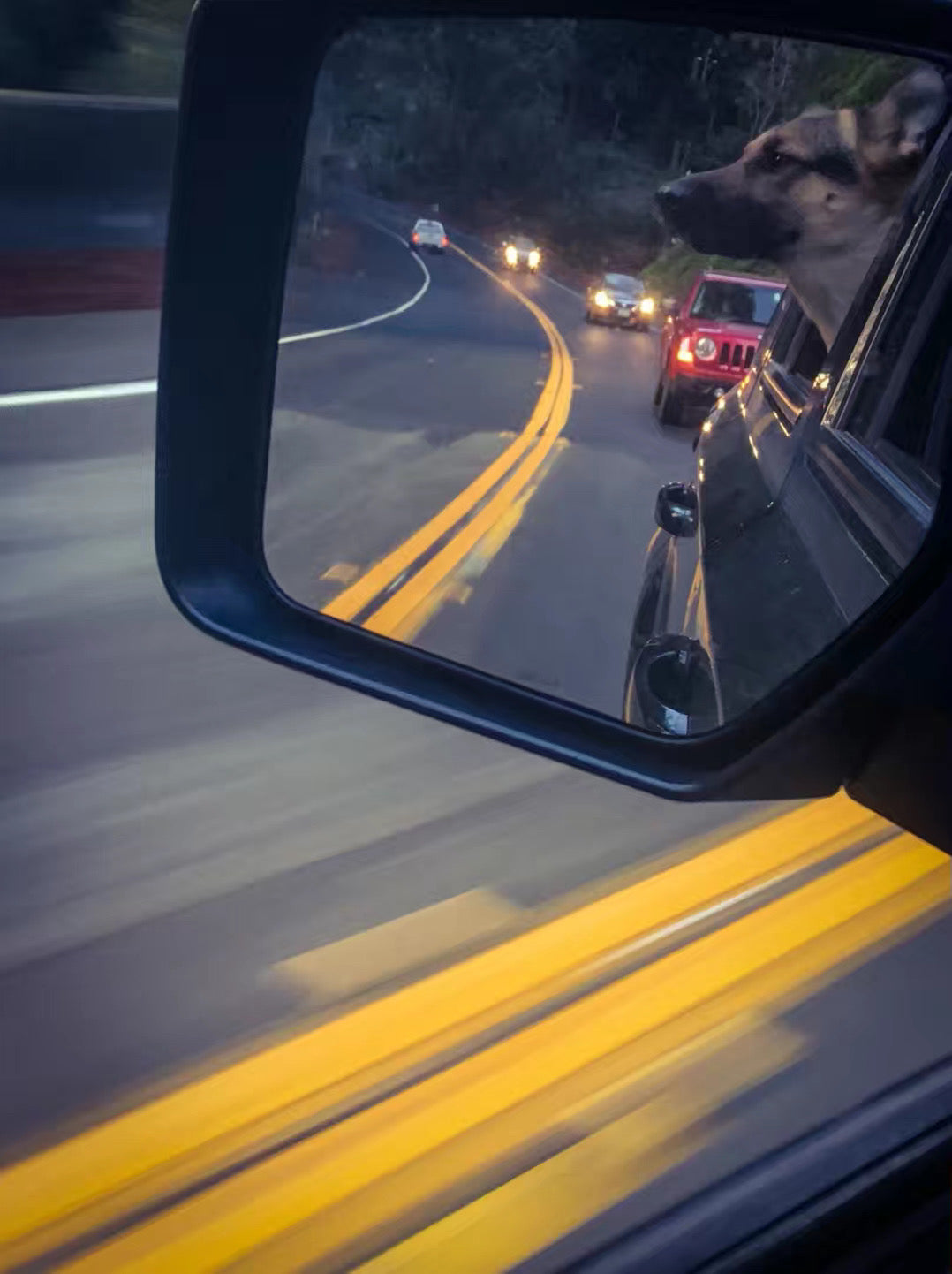 Dog sticking her head out of a car window on a scenic highway drive, enjoying road trip adventures and outdoor travel with dog