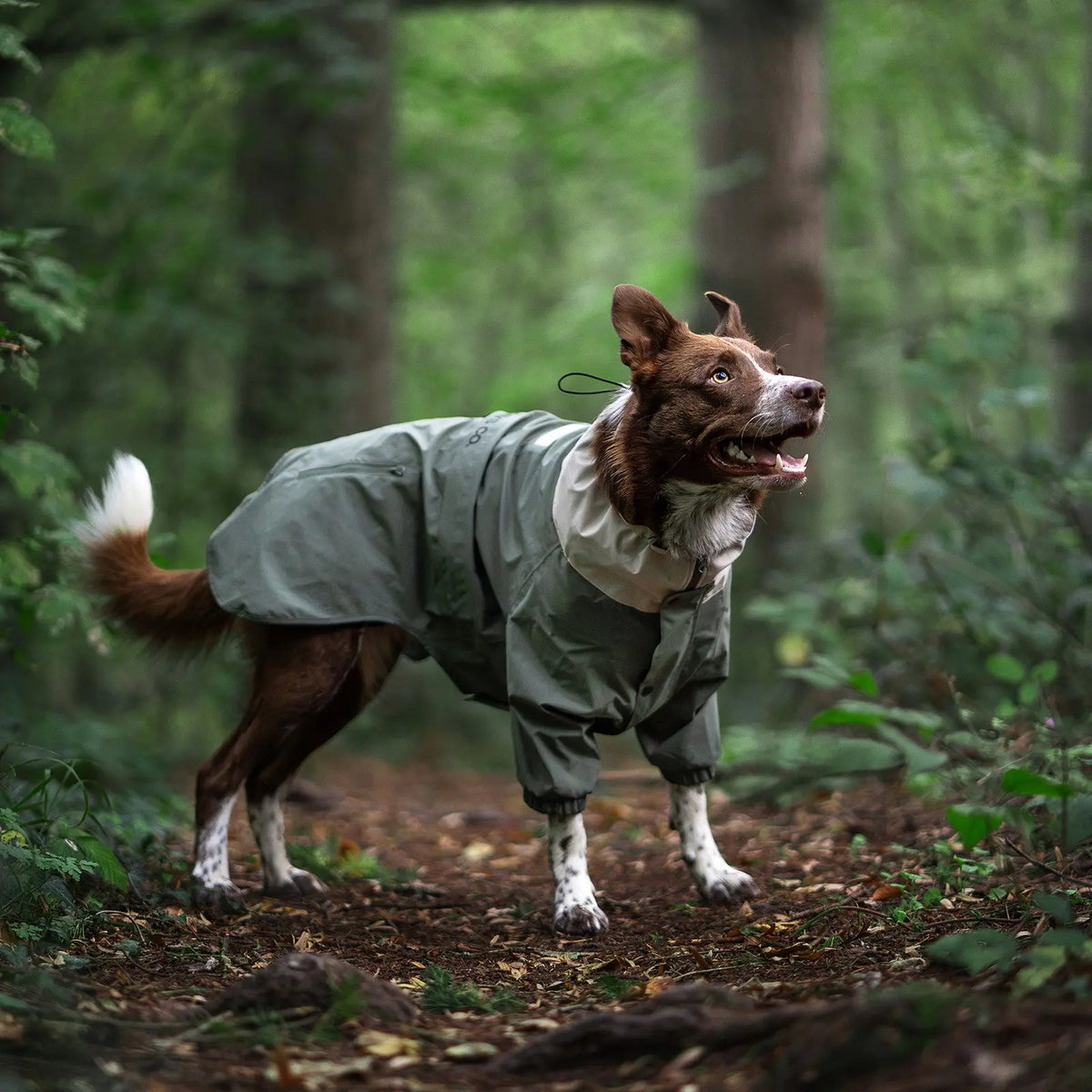 林间小径上，一只棕白相间的狗狗穿着绿色 Midnight Forest Dog Jacket。