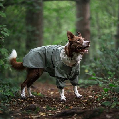 棕白色狗狗穿着全身防水雨衣，在葱郁的绿色森林中徒步，是户外探索和林间步道防护的理想犬用雨衣。