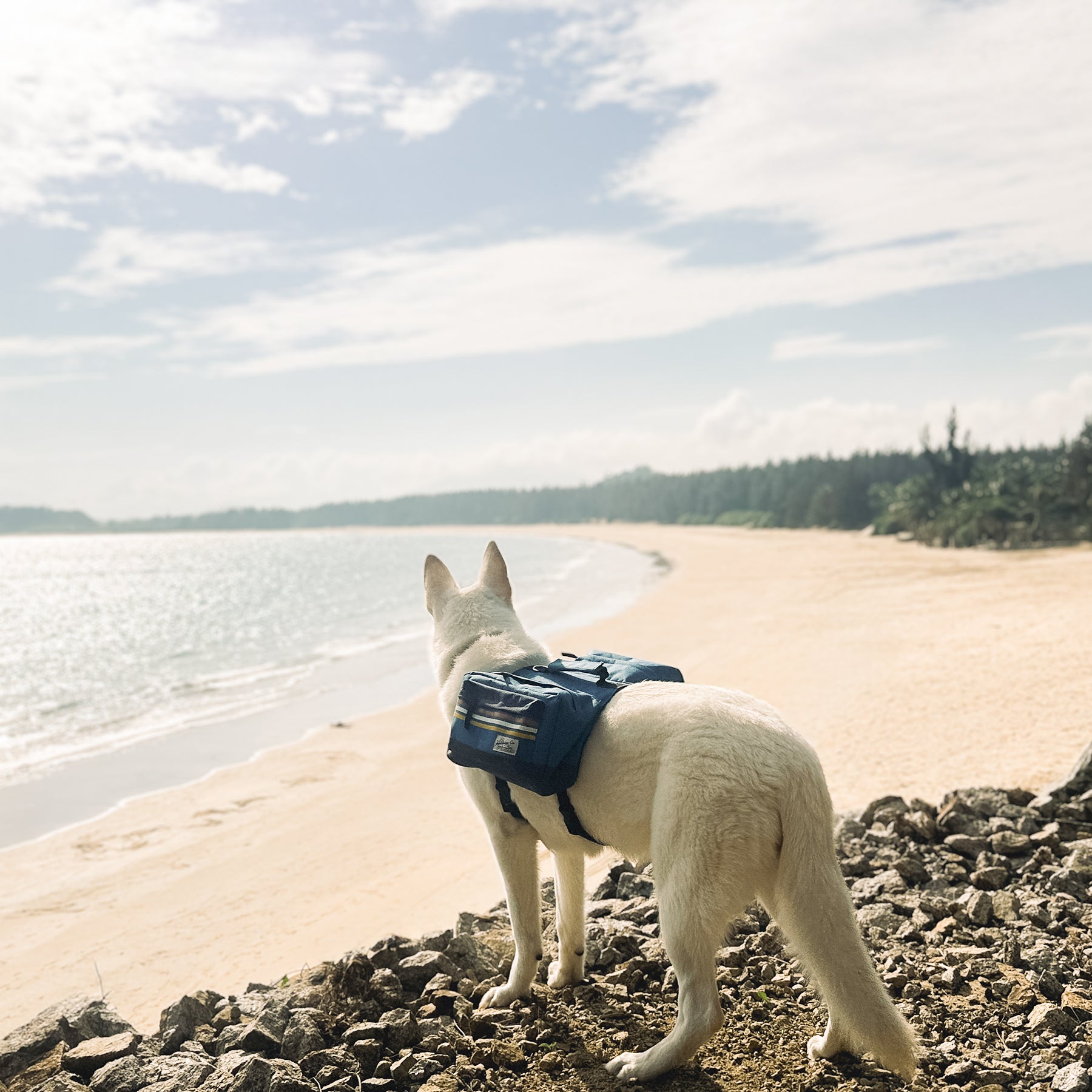 Adventure dog on beach wearing outdoor hiking backpack