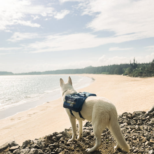 Adventure dog on beach wearing outdoor hiking backpack
