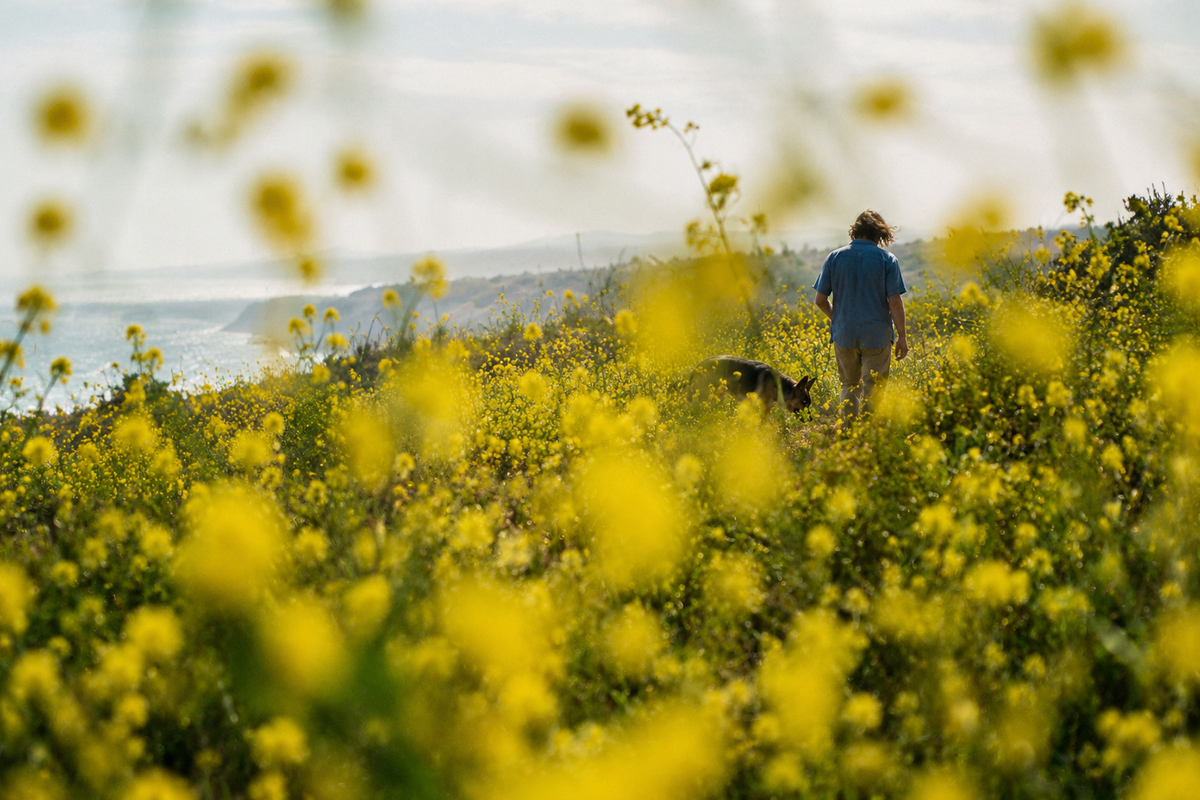 A person and dog walking through yellow coastal wildflowers beside the ocean.