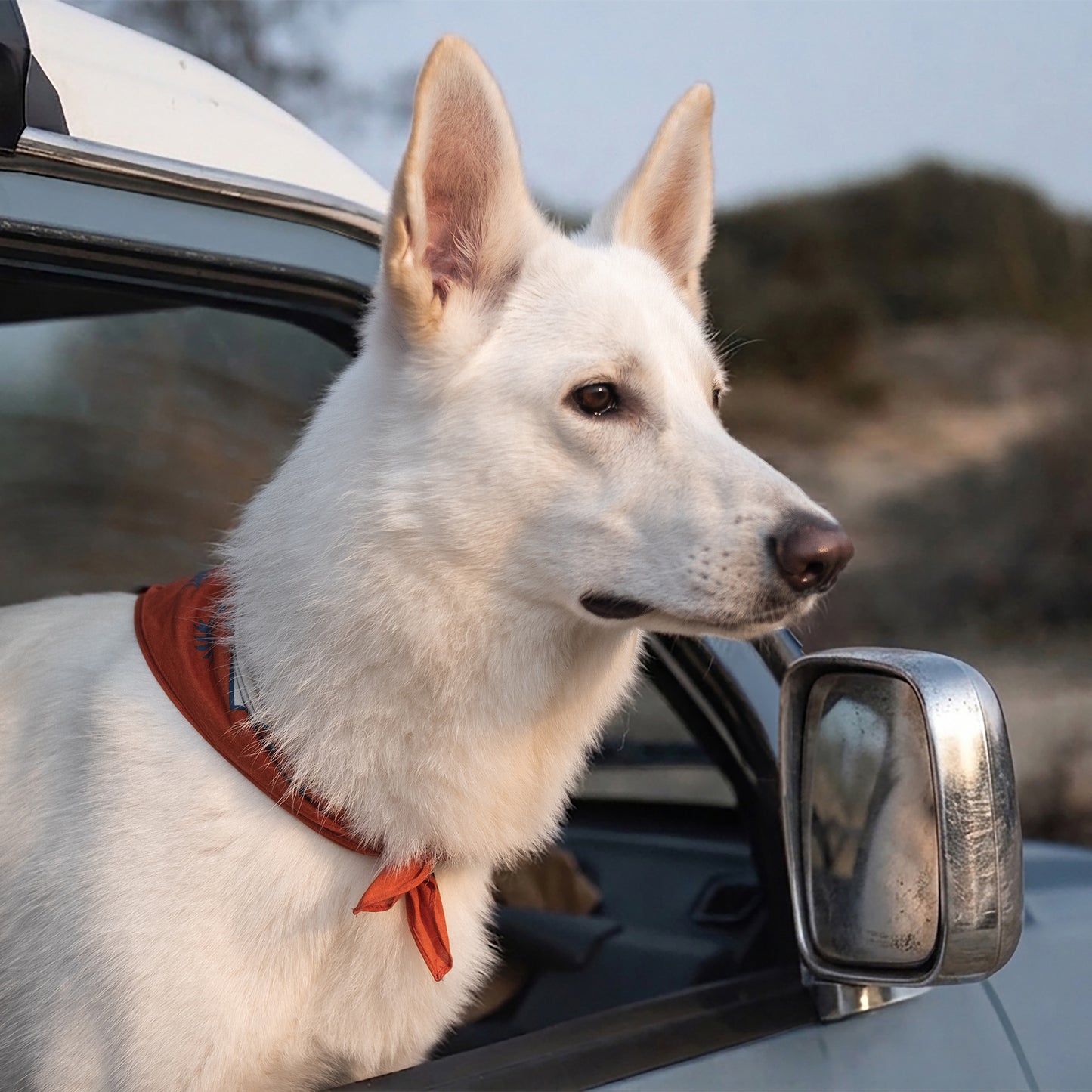 Scenic Poop Dog Bandana