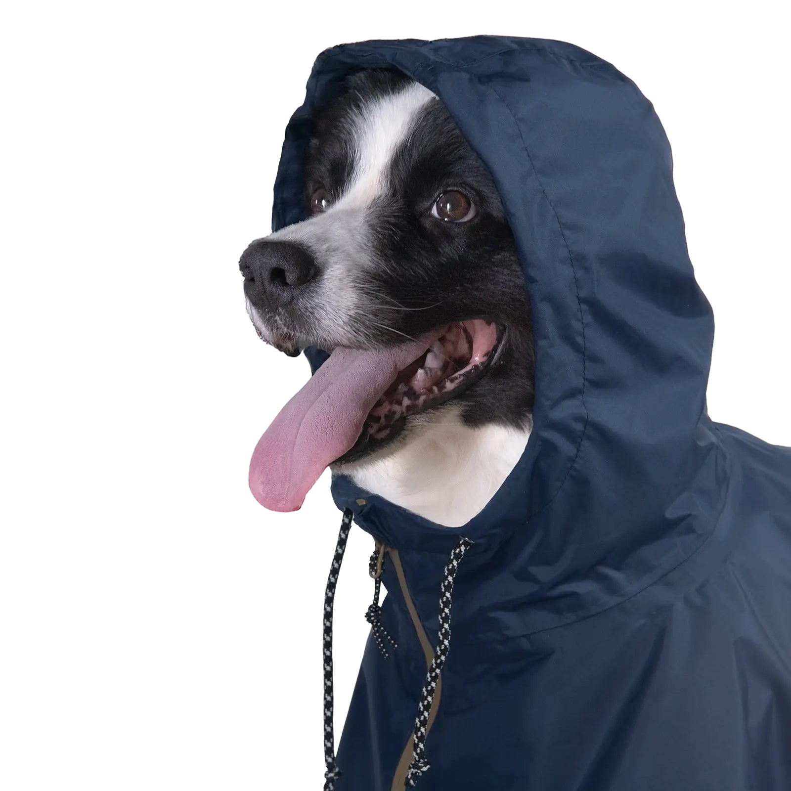 边境牧羊犬穿着 Baja Coastline 犬用雨披，配有可调节兜帽，为户外探索提供全面防雨防风保护。
